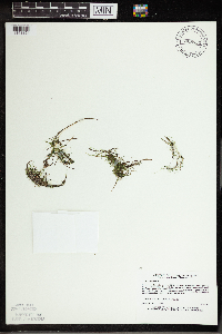 Utricularia gibba image