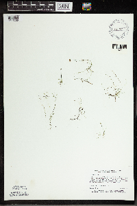 Utricularia gibba image