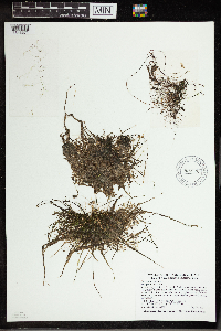 Utricularia gibba image