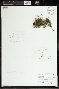 Utricularia gibba image