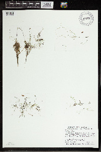 Utricularia gibba image