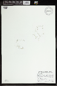 Utricularia gibba image