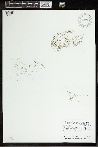 Utricularia gibba image