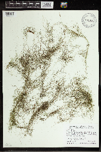 Utricularia gibba image