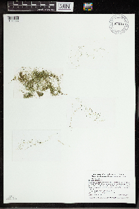 Utricularia gibba image