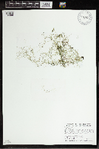 Utricularia gibba image