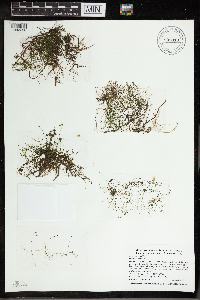 Utricularia gibba image