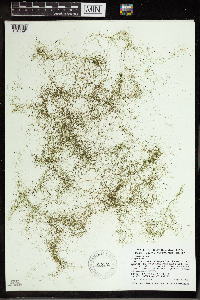 Utricularia gibba image