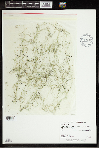 Utricularia gibba image