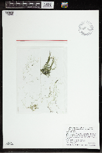 Utricularia gibba image