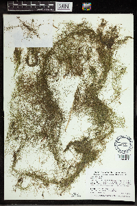 Utricularia gibba image