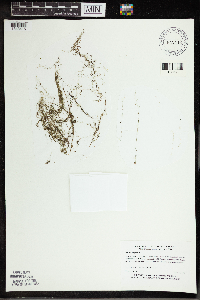 Utricularia gibba image