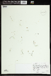 Utricularia gibba image