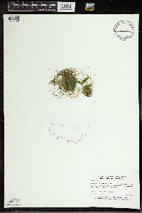 Utricularia gibba image