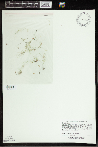 Utricularia gibba image