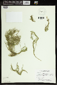 Utricularia gibba image