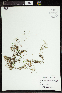 Utricularia gibba image