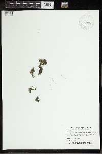 Utricularia gibba image