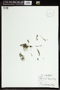 Utricularia gibba image