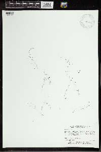 Utricularia gibba image