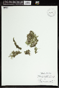 Utricularia gibba image