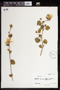Image of Rubus deliciosus