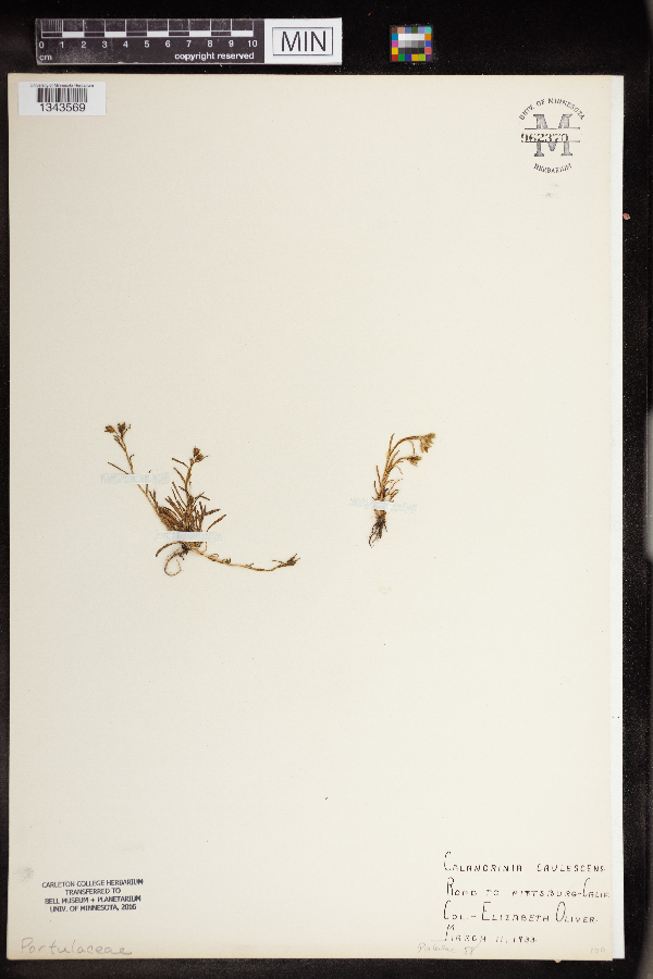 Montiopsis trifida image