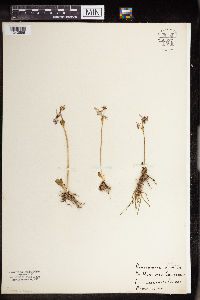 Primula clevelandii var. patula image