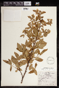 Rubus densissimus image