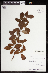 Rubus dixiensis image