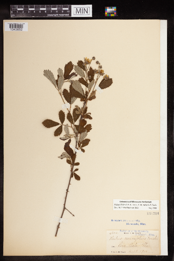 Rubus dixiensis image