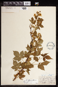 Image of Rubus glandicaulis