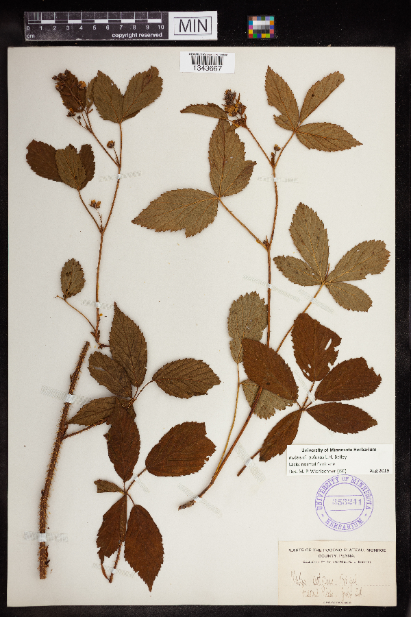 Rubus gulosus image