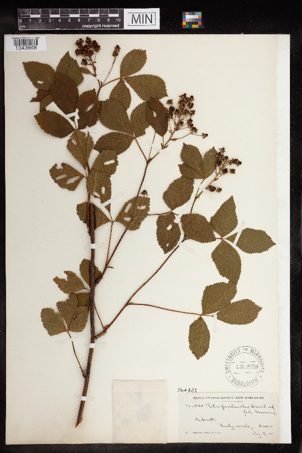 Rubus frondisentis image