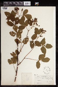 Image of Rubus frondisentis