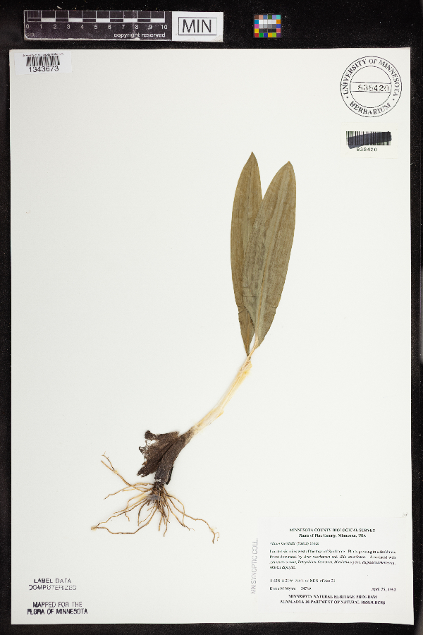 Allium tricoccum var. burdickii image