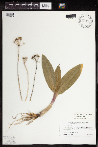 Allium tricoccum var. burdickii image