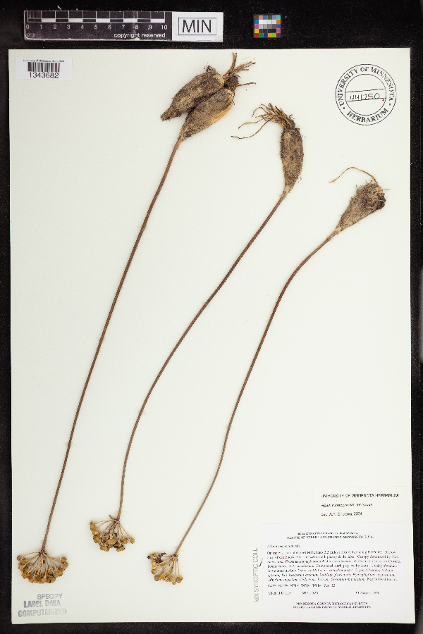 Allium tricoccum var. tricoccum image