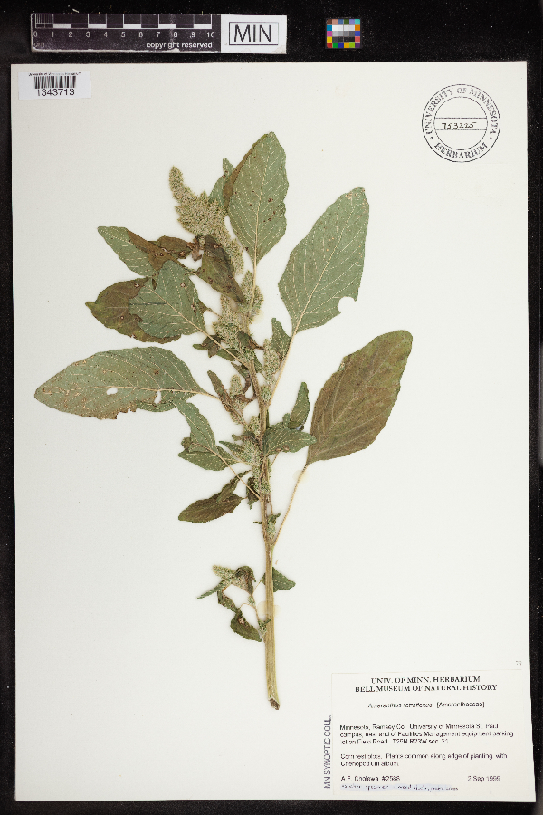 Amaranthus retroflexus var. retroflexus image