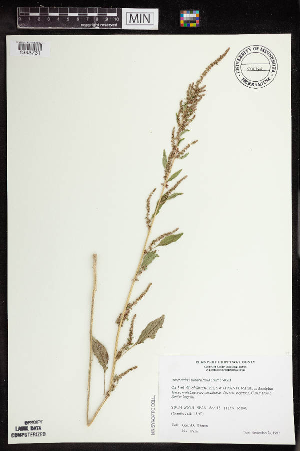 Amaranthus image
