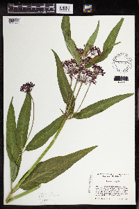 Asclepias incarnata image