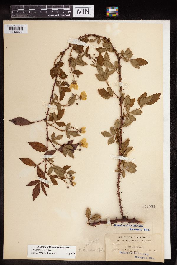 Rubus ictus image