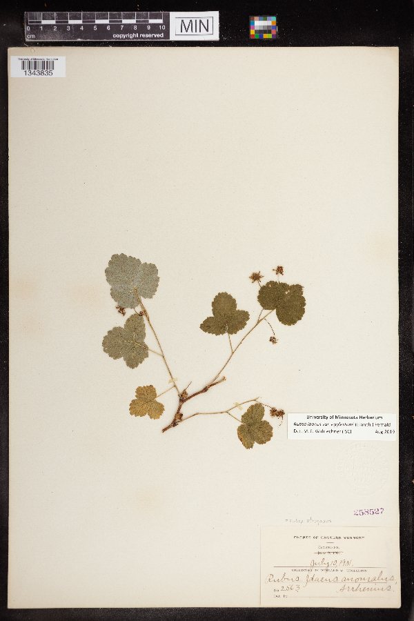 Rubus idaeus var. egglestonii image