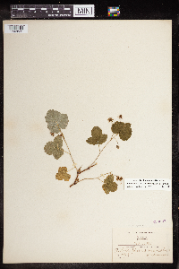 Rubus idaeus var. egglestonii image