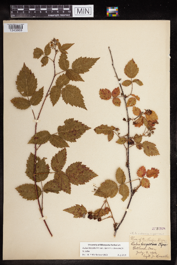 Rubus leucodermis var. nigerrimus image