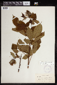 Rubus mollior image
