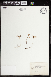 Image of Sedum polytrichoides