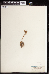 Sempervivum arachnoideum image