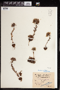 Sempervivum montanum image
