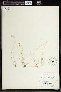 Image of Pinguicula filifolia